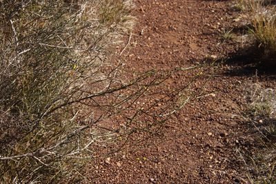 Senecio pubigerus, photographed by Tony Rebelo