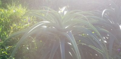 Aloe thraskii, photographed by Suvarna Parbhoo Mohan