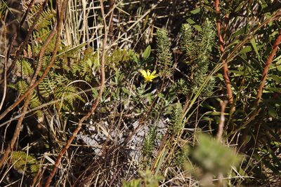 Arctotis semipapposa, photographed by Tony Rebelo