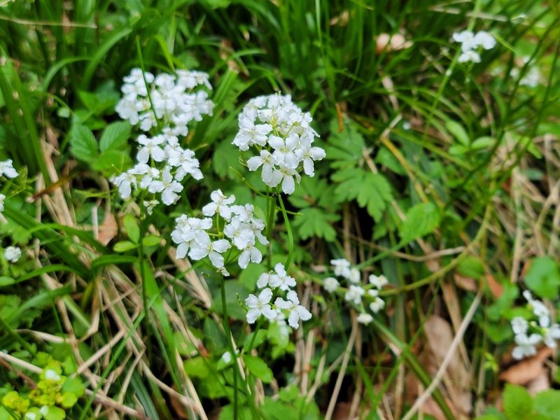Cardamine trifolia, photographed by Elias