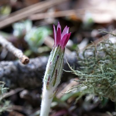Leibnitzia lyrata, photographed by Andrew Tree