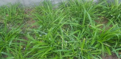 Chlorophytum comosum
