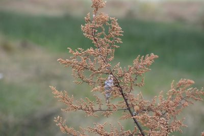 Artemisia annua
