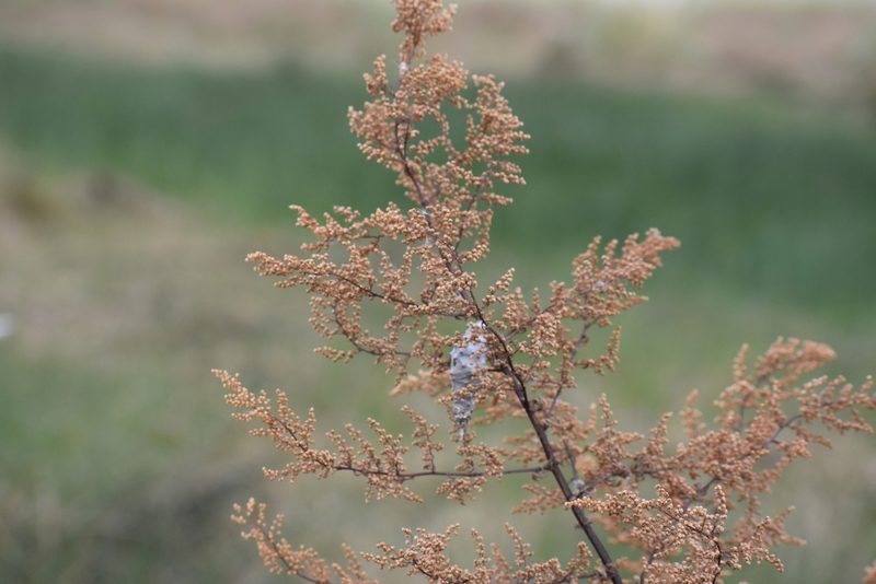 Artemisia annua, photographed by ferferrari