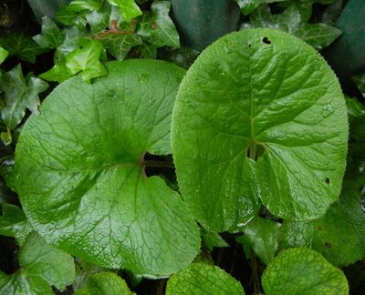 Petasites pyrenaicus, photographed by Jon Mortin