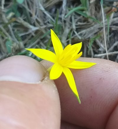 Empodium gloriosum, photographed by kevin koen