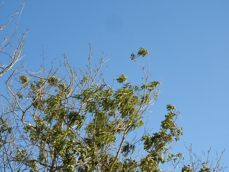Thouinidium decandrum, photographed by Francisco Farriols Sarabia