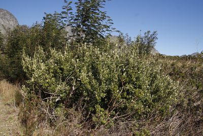 Kiggelaria africana, photographed by Tony Rebelo
