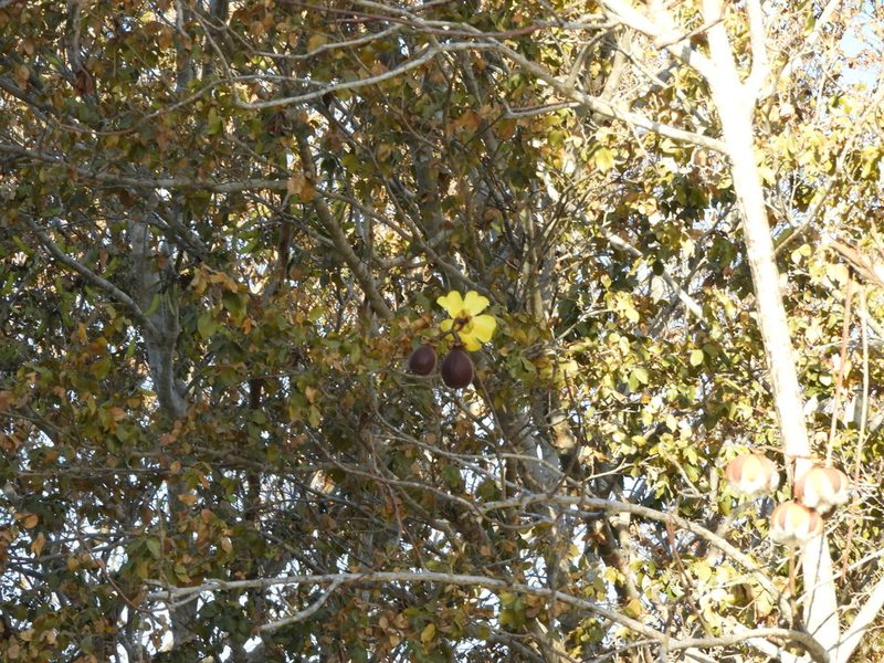 Cochlospermum vitifolium, photographed by Francisco Farriols Sarabia