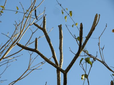 Plumeria rubra, photographed by Francisco Farriols Sarabia