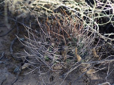 Acanthocalycium leucanthum