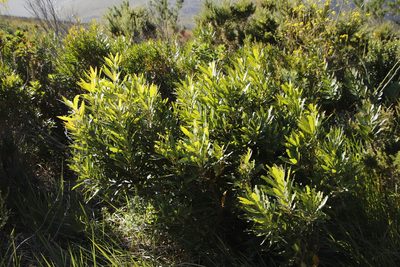 Brabejum stellatifolium, photographed by Tony Rebelo