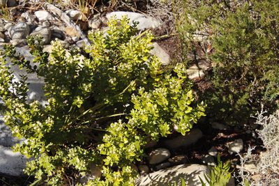 Phylica buxifolia, photographed by Tony Rebelo