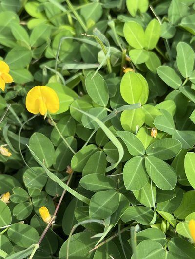 Arachis repens, photographed by Alan Weakley