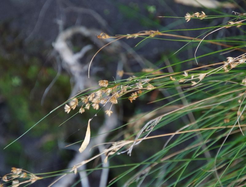 Juncus capensis, photographed by Tony Rebelo