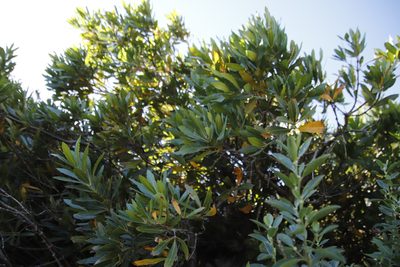 Brabejum stellatifolium, photographed by Tony Rebelo