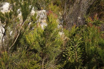 Leucadendron xanthoconus, photographed by Tony Rebelo