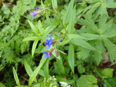 Aegonychon purpurocaeruleum, photographed by David Delon