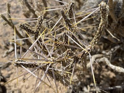 Cylindropuntia ramosissima, photographed by Bobby McCabe