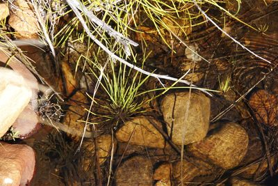 Isolepis prolifera