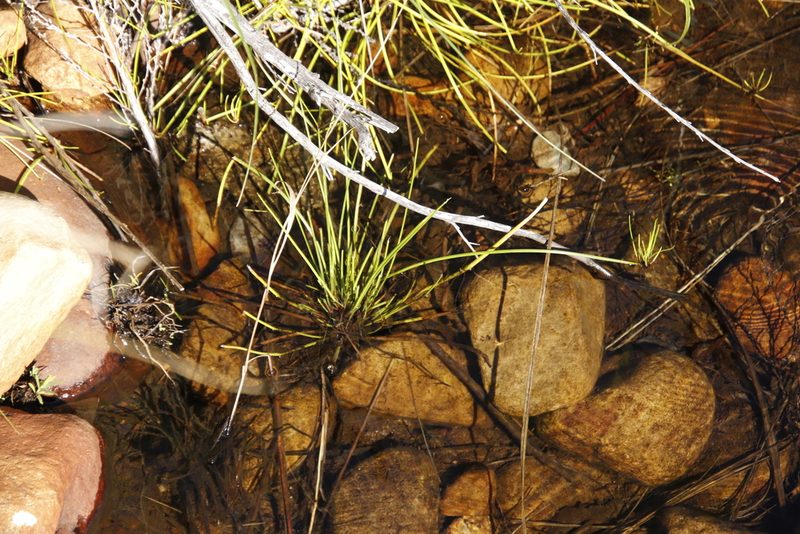 Isolepis prolifera, photographed by Tony Rebelo
