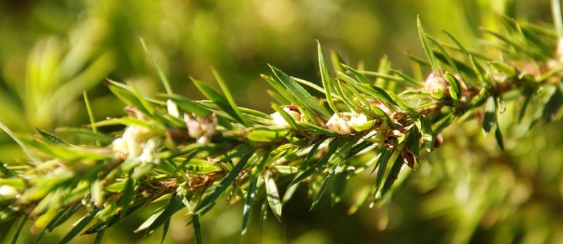 Cliffortia strobilifera, photographed by Tony Rebelo