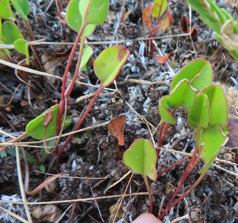 Falkia repens, photographed by linkie