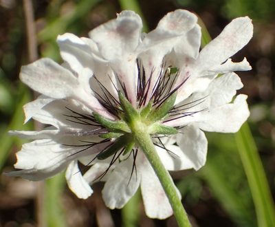Scabiosa columbaria, photographed by Nicola van Berkel