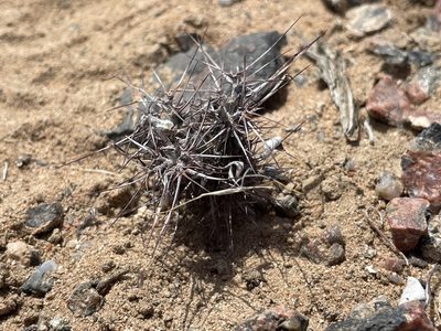 Chorizanthe rigida