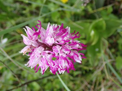 Orchis simia, photographed by David Delon