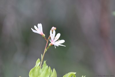 Bejaria racemosa, photographed by Arthur Windsor