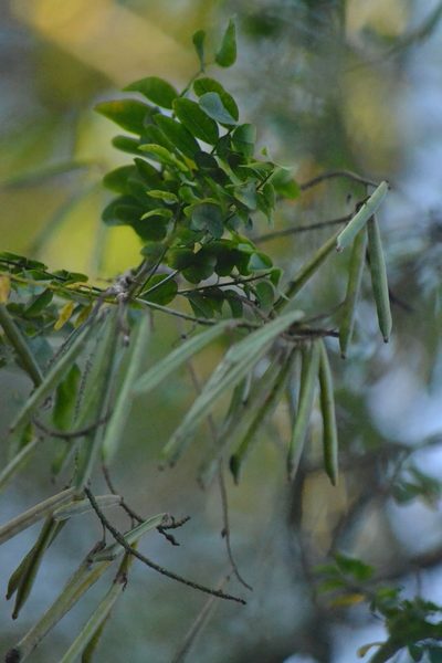Indigofera jucunda, photographed by Presha Soogrim