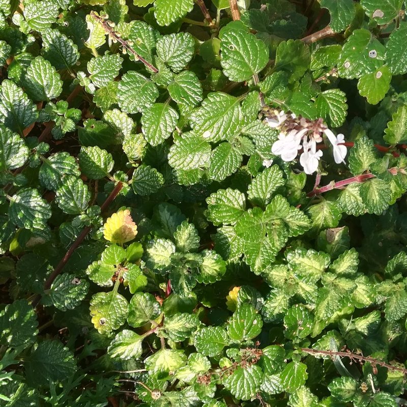Coleus madagascariensis, photographed by Dagmar Gleiss
