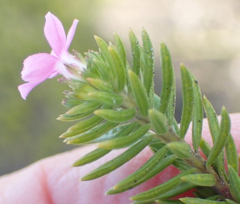Acmadenia alternifolia, photographed by Nicola van Berkel