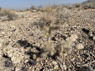 Cylindropuntia echinocarpa, photographed by Bobby McCabe