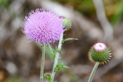 Cirsium texanum, photographed by Jay Pruett