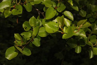 Alnus cordata, photographed by Stephen James McWilliam