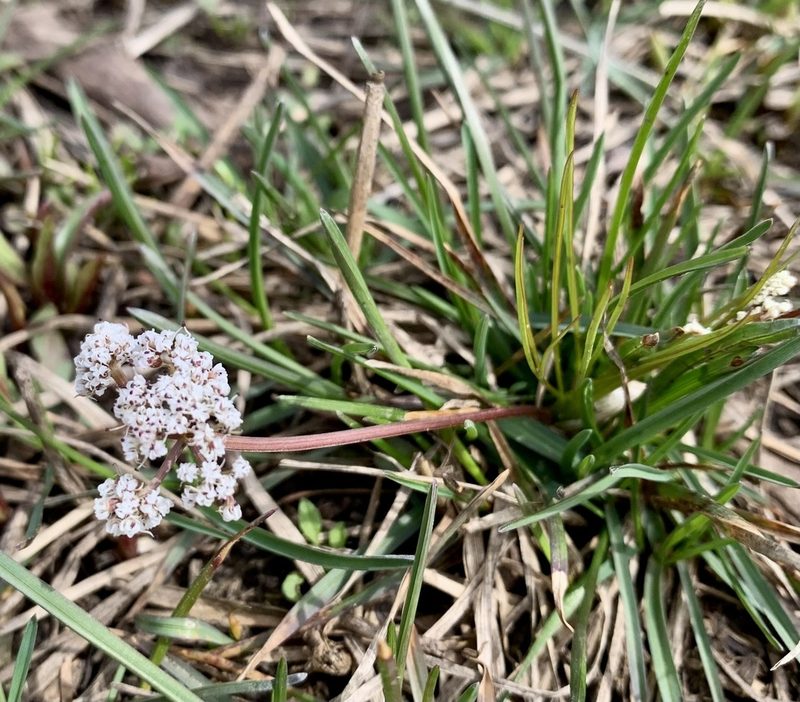Lomatium linearifolium, photographed by Whitney Brook Matson