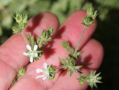 Potentilla clevelandii, photographed by Millie Basden