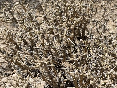 Cylindropuntia ramosissima, photographed by Bobby McCabe