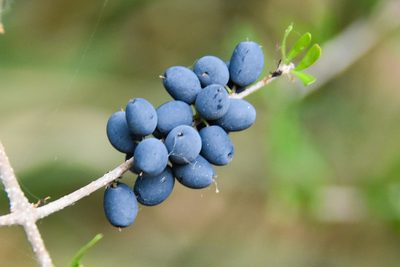 Forestiera angustifolia, photographed by Jay Pruett