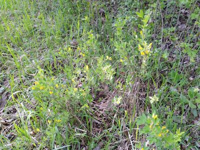 Chamaecytisus ratisbonensis, photographed by Gabriel Mayrhofer