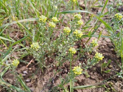 Alyssum alyssoides, photographed by Gabriel Mayrhofer