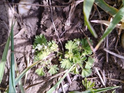 Alchemilla arvensis, photographed by Gabriel Mayrhofer