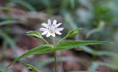 Torreyostellaria jamesiana, photographed by Andrew Tree