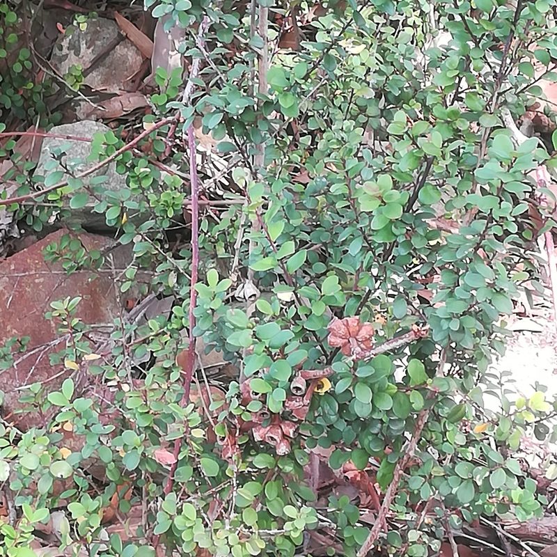 Myrsine africana, photographed by Dagmar Gleiss
