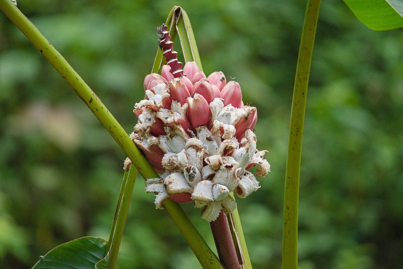 Musa velutina, photographed by Attila Oláh