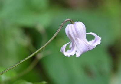 Clematis crispa, photographed by Amber M. King