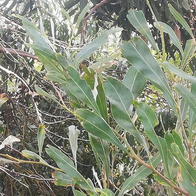 Acacia saligna, photographed by Dagmar Gleiss