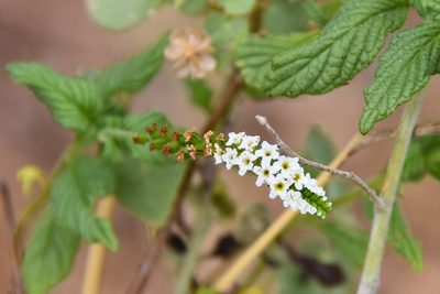 Heliotropium angiospermum, photographed by Jay Pruett
